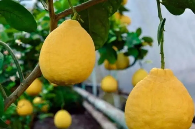 Первый урожай получили в лимонном саду в Туркестанской области
