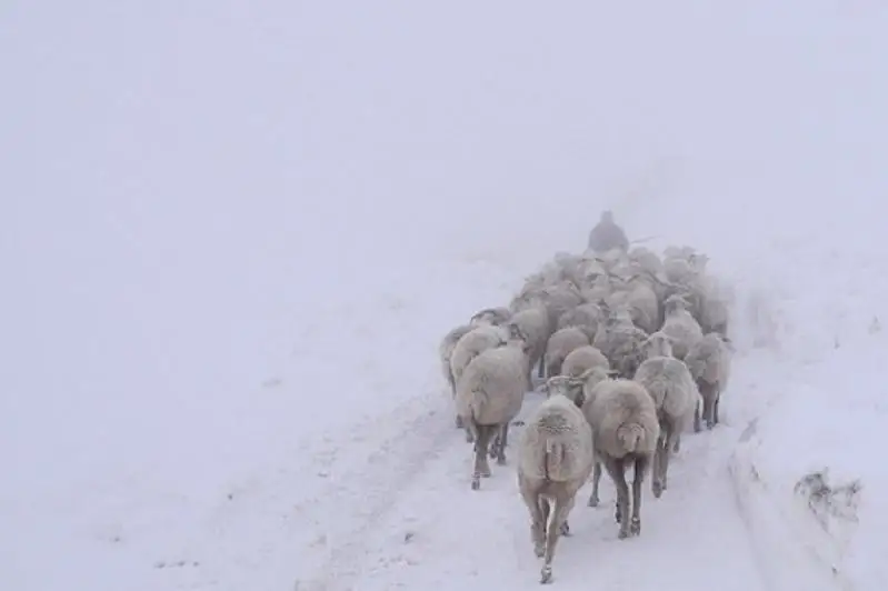 Во время непогоды в ВКО потерялся пастух со скотом