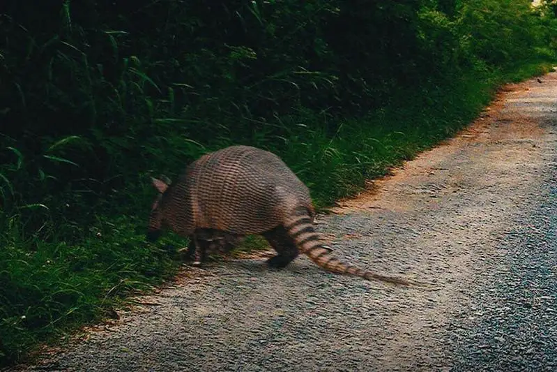 Броненосец, бегающий по Алматы, заинтересовал экологов