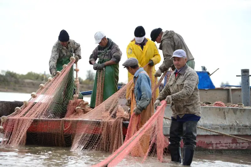 Сколько тонн рыбы выловили в весеннюю путину в Атырау