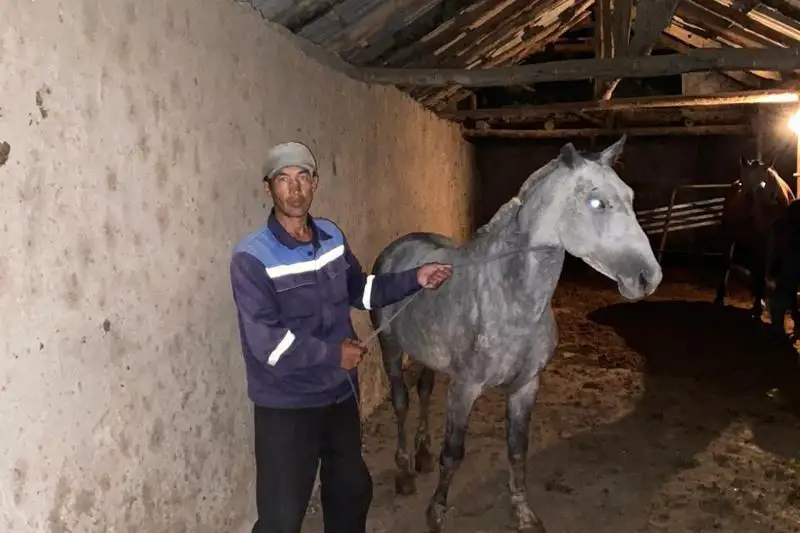 Две преступные группы барымтачей нанесли туркестанцам ущерб почти на 40 млн тенге