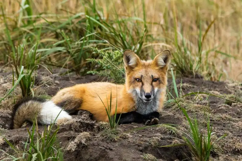 Мангыстауские нефтяники приручили лисиц