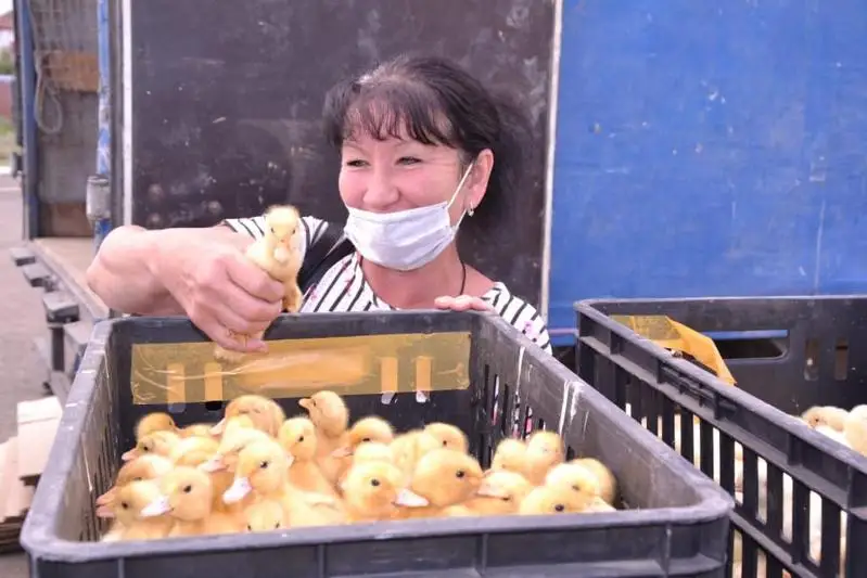 Птицеводство активно развивается в Казталовском районе ЗКО