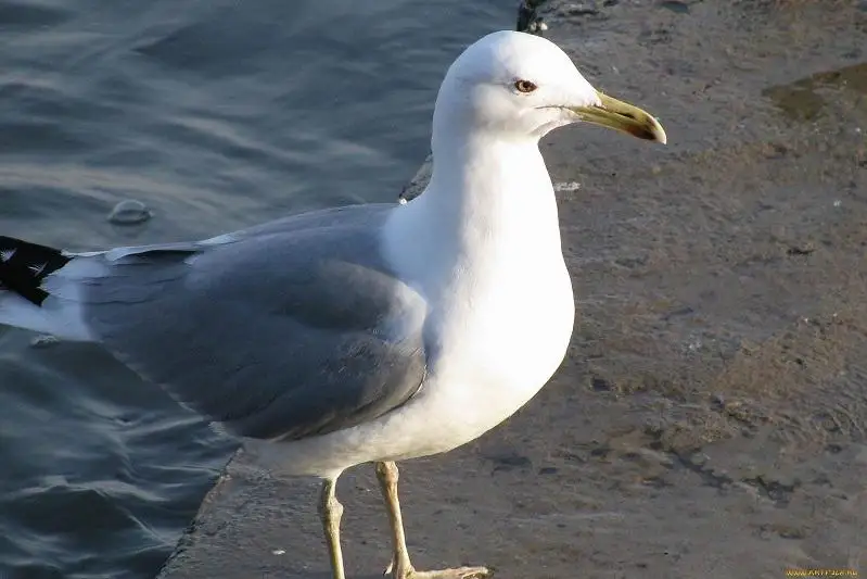 Число погибших бакланов и чаек увеличилось в резервате Атырау