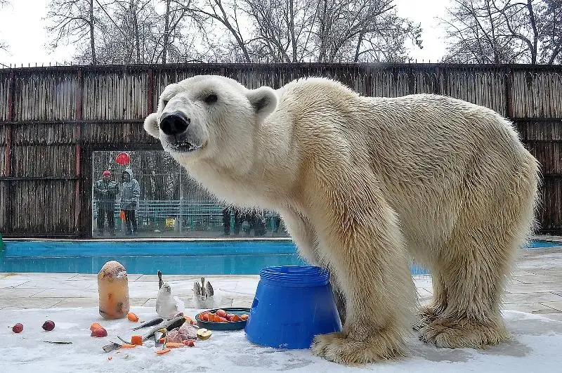 Международный день белого медведя отмечают в зоопарке Алматы