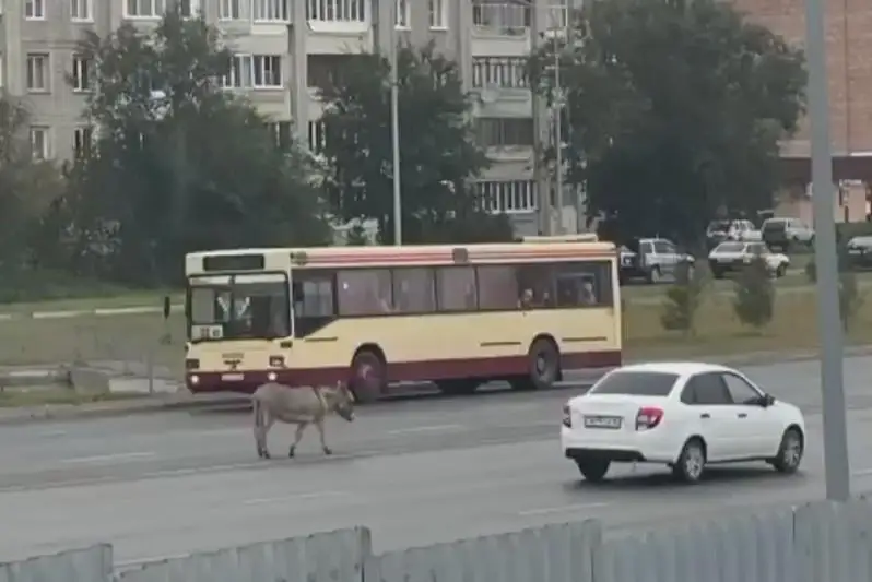 Осел разгуливал по проезжей части Усть-Каменогорска