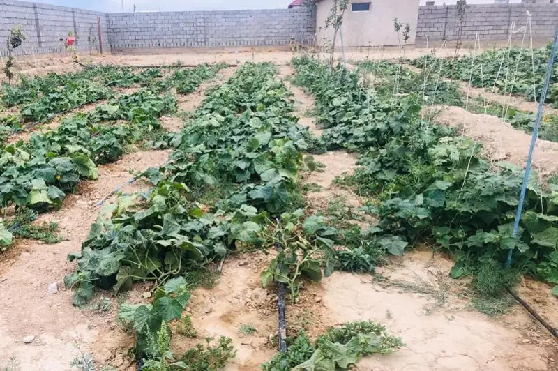 Посевные площади с использованием капельного орошения планируют увеличить туркестанские аграрии