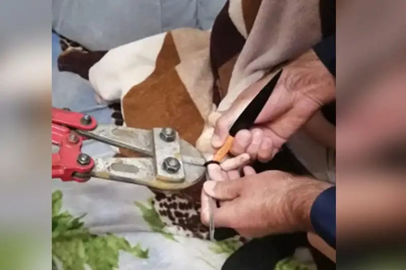 Болторезом снимали кольцо с пальца ребенка спасатели СКО