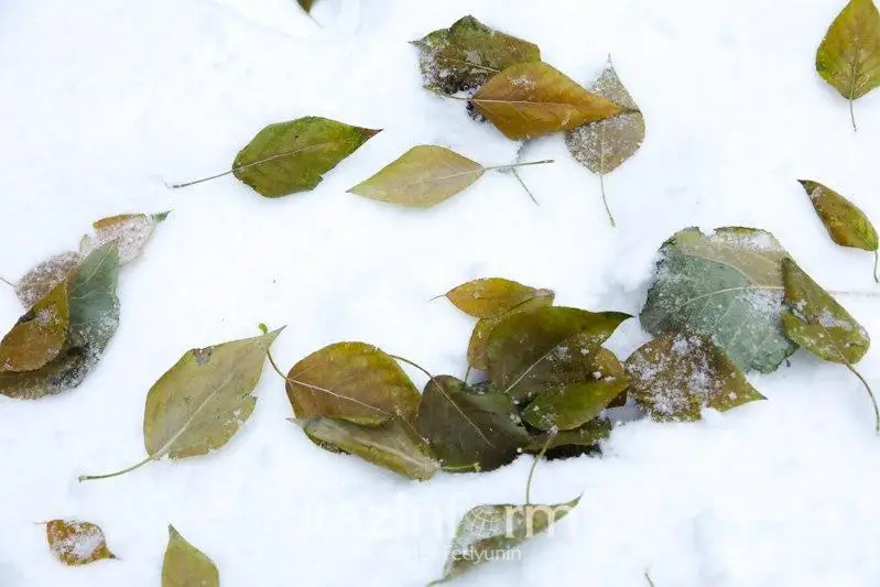 Снег прогнозируется в нескольких регионах Казахстана 26 ноября