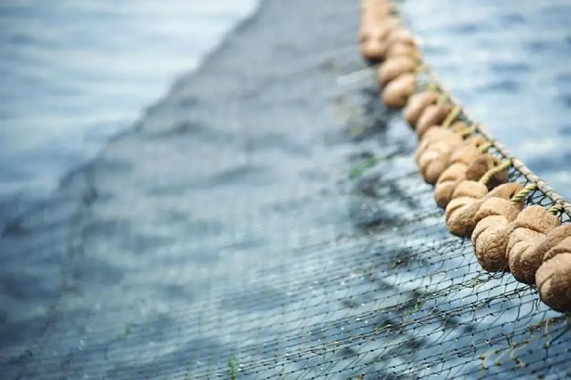 Более 2,5 км сетей установили браконьеры на озере Копа в Кокшетау