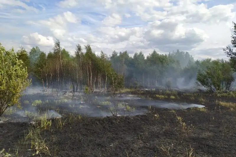 Лесной пожар тушат в Костанайской области