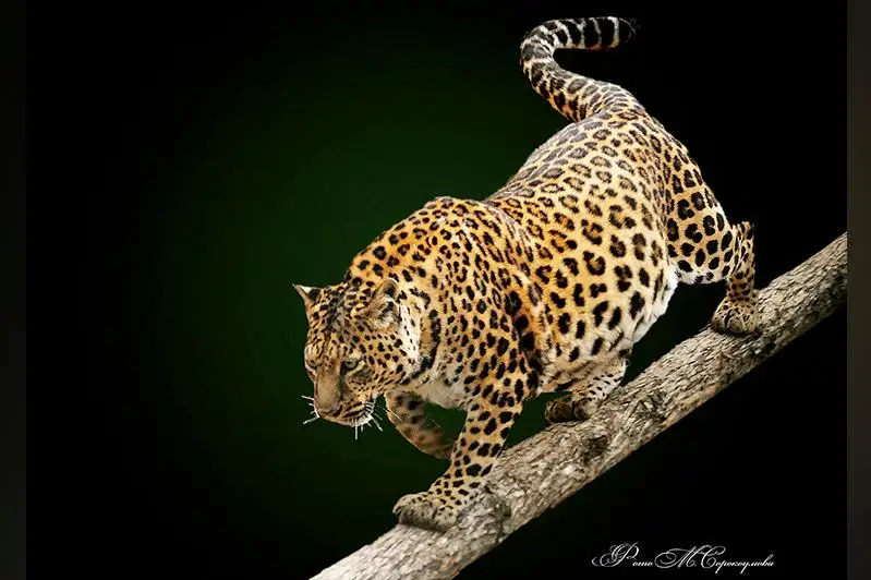 Представлены редкие фотографии животных алматинского зоопарка