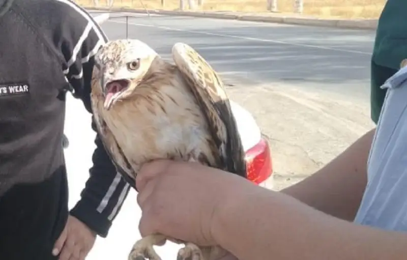 Редкие птицы, рыболовство, оружие, вырубка насаждений – за что наказывают браконьеров в Жамбылской области