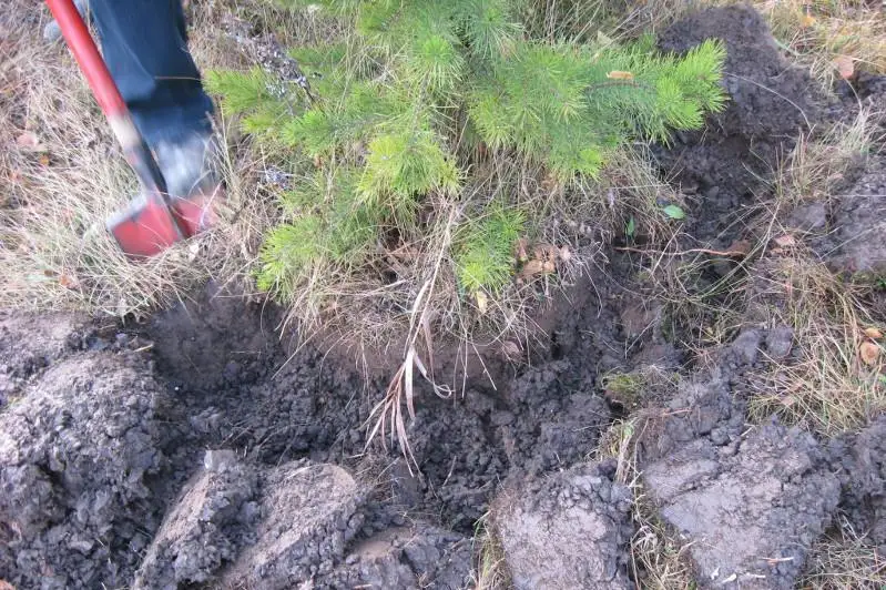 Браконьер выкопал сосны в акмолинском лесничестве