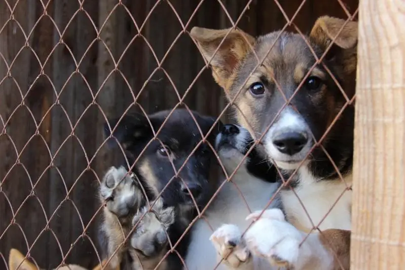 Столичный питомник для бродячих животных передадут в доверительное управление