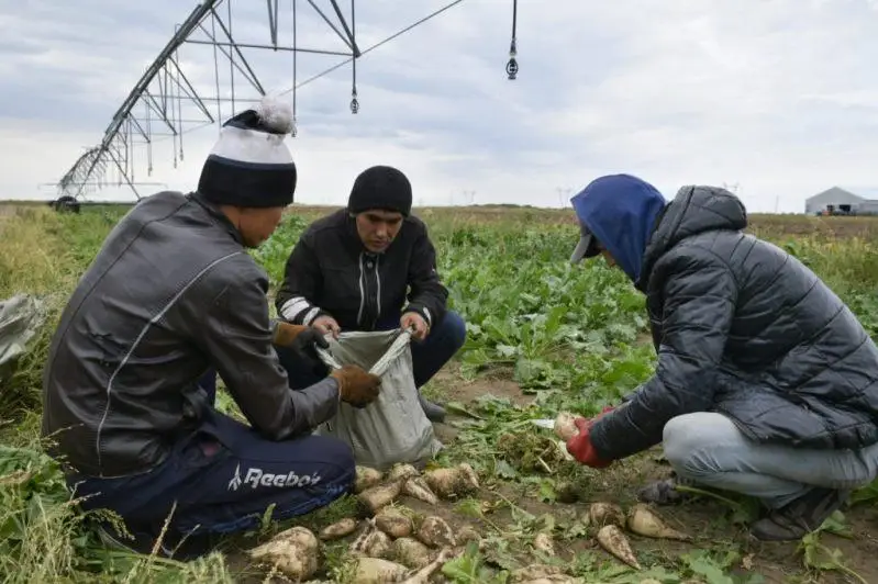 Урожай экспериментально посаженной сахарной свёклы собрали павлодарские крестьяне