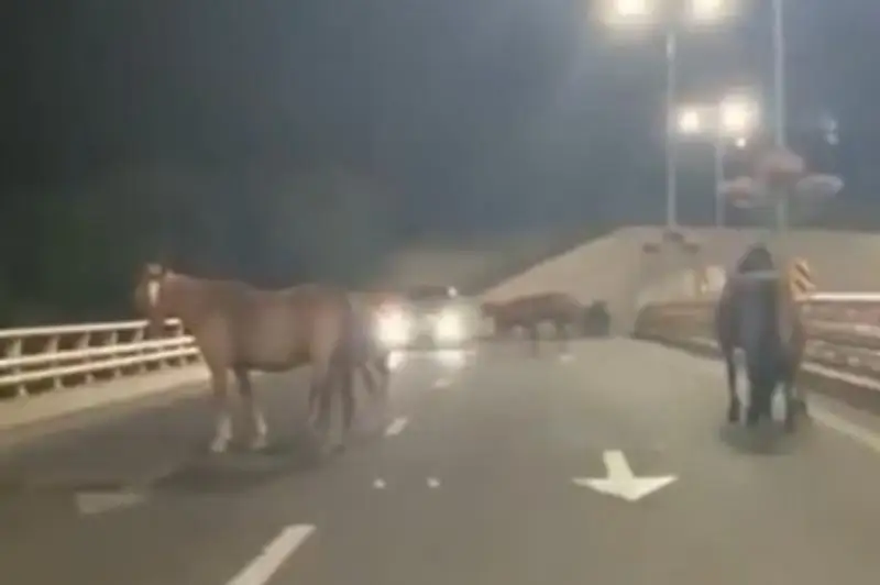 Стадо лошадей разгуливало по ВОАД в Алматы: хозяина наказали