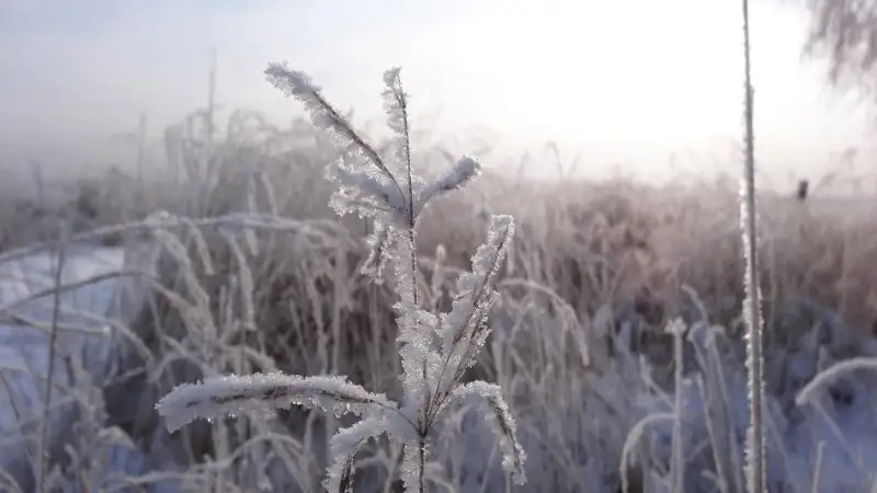 Информация о горении камыша в Атырауской области на границе с Россией не подтвердилась