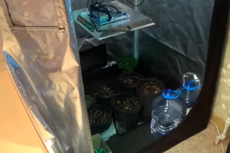 Выращивавшего в квартире элитные сорта марихуаны наркосадовника задержали в Нур-Султане