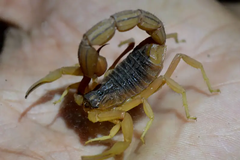 Десять человек пострадали от укусов скорпионов в Мангистауской области