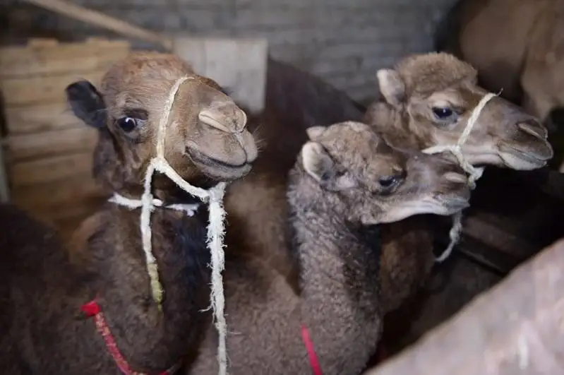 В Туркестанской области успешно развивается верблюдоводство