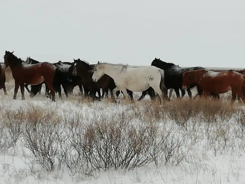 113 фактов скотокрадства зарегистрировано в Павлодарской области