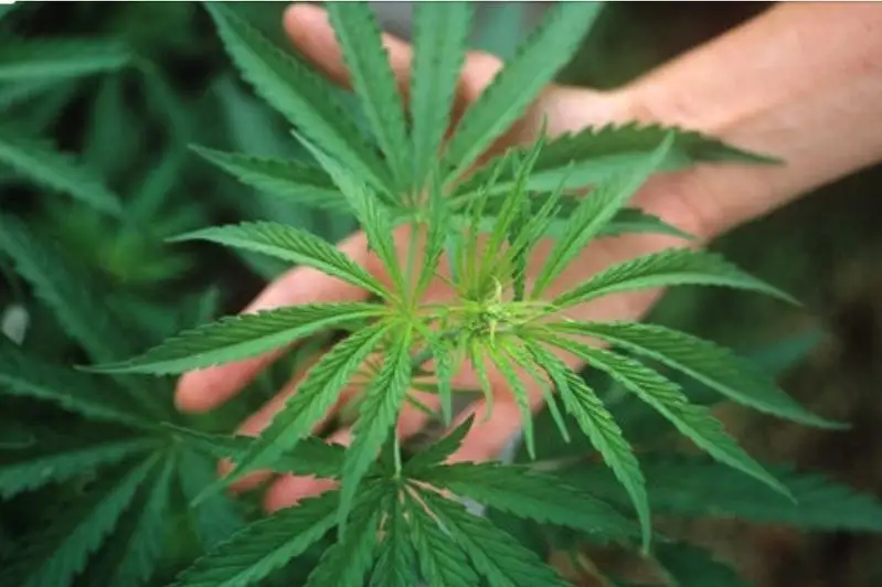 Житель Уральска вырастил более 60 кустов конопли у себя во дворе