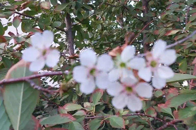 Сирень, яблони и груши зацвели в октябре в Атырау