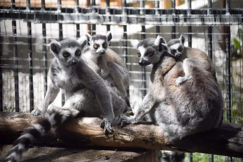 Зоопарк Алматы откроется 6 июня с пополнением и новыми правилами для посетителей