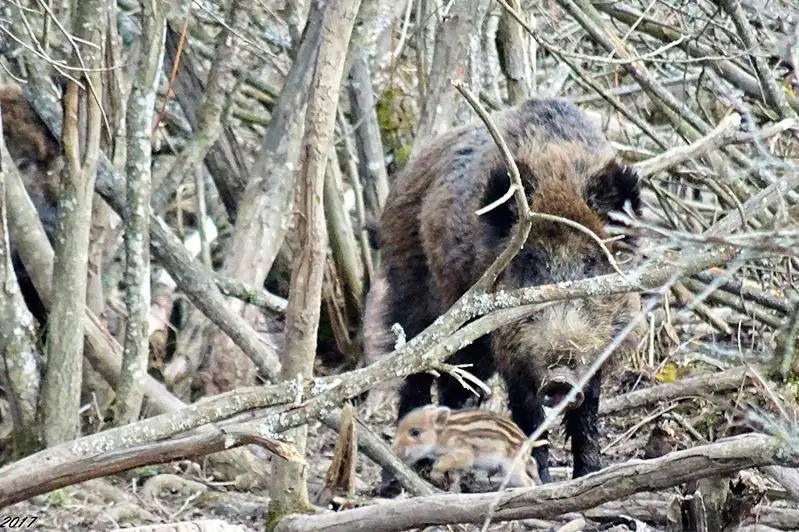 Конкурсы по закреплению охотничьих угодий  будут проводить в электронной форме в Казахстане