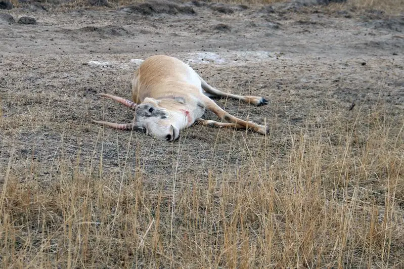 280 рогов сайгаков обнаружили в машине жителя ЗКО