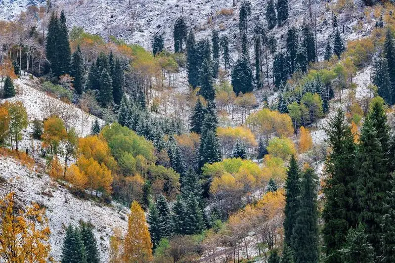 Дети устроили пожар в филиале Иле-Алатауского нацпарка