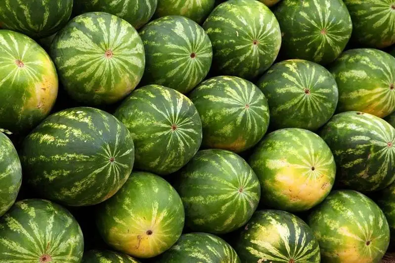 Шардаринские аграрии экспортировали до 6500 тонн арбузов