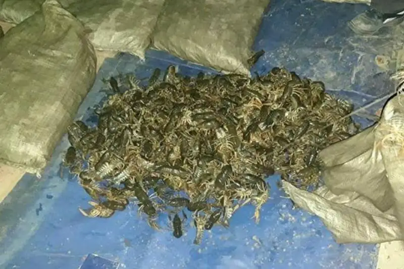 Речных раков на 1,8 млн тенге незаконно выловил житель ЗКО