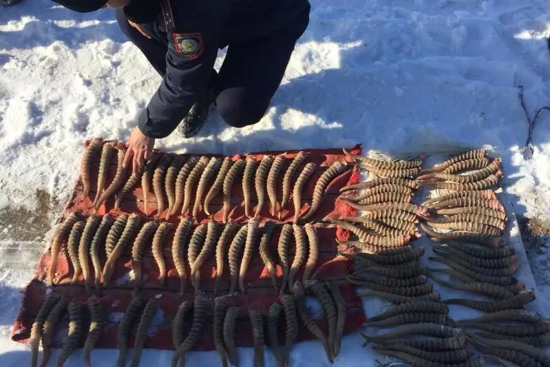 Более 100 рогов сайгака изъято у жителя Западно-Казахстанской области