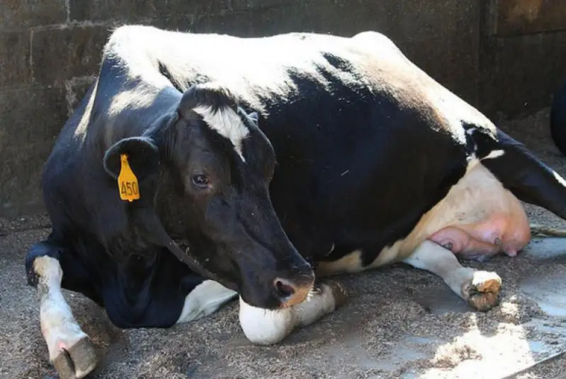 Причину заболевания скота выясняют в одном из районов СКО