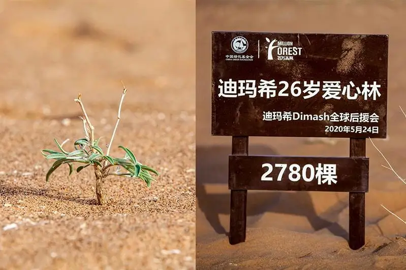 Китайские поклонники Димаша посадили 2780 деревьев в честь дня рождения кумира