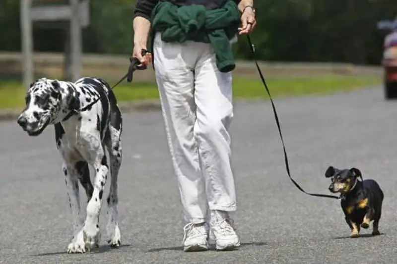 Места для выгула собак оборудуют в Алматы