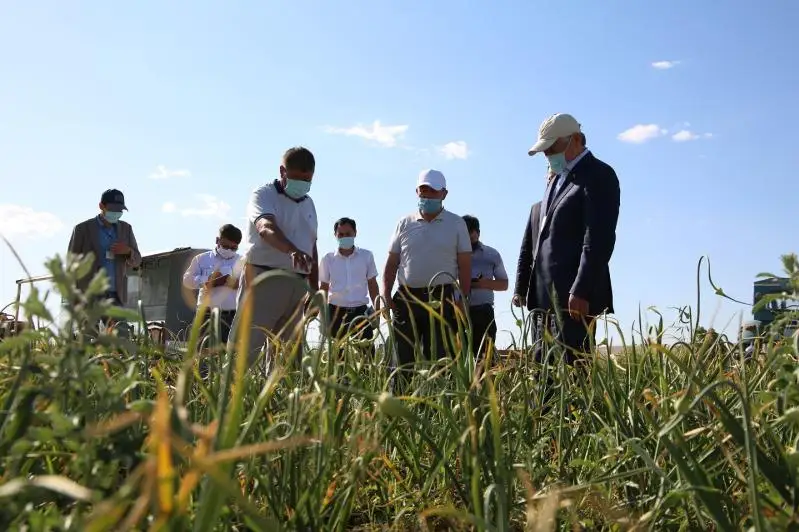 Как жамбылские земледельцы используют меры господдержки