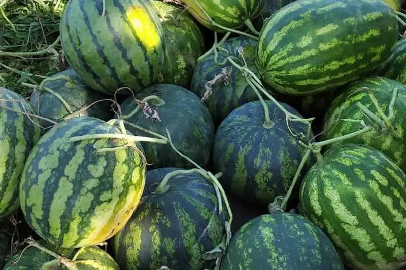 43 млрд тенге превысил объем сельхозпродукции в Ордабасинском районе Туркестанской области