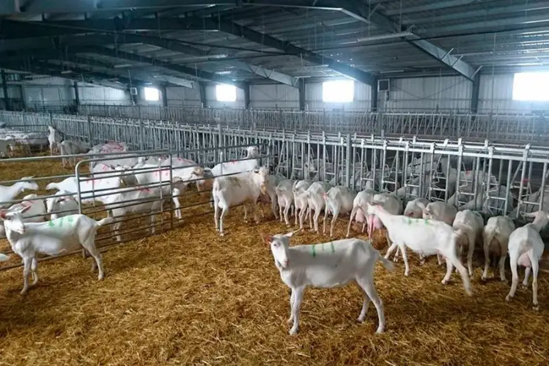 Одна из крупнейших козьих ферм в стране расположена в Акмолинской области