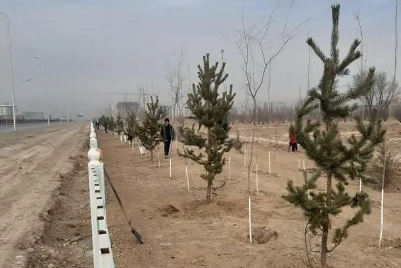 Около 3500 саженцев деревьев высадили в Туркестане жетысайцы