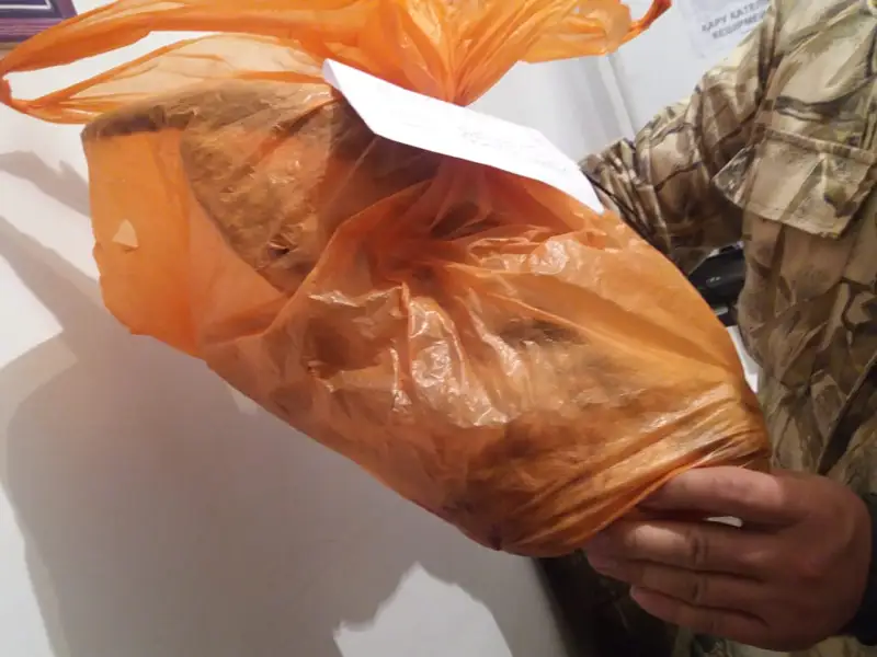 Браконьер с отстреленной тушей джейрана задержан в Жамбылской области