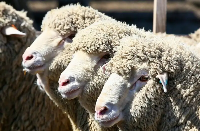 На 30 млн тенге распродал чужих овец туркестанский пастух