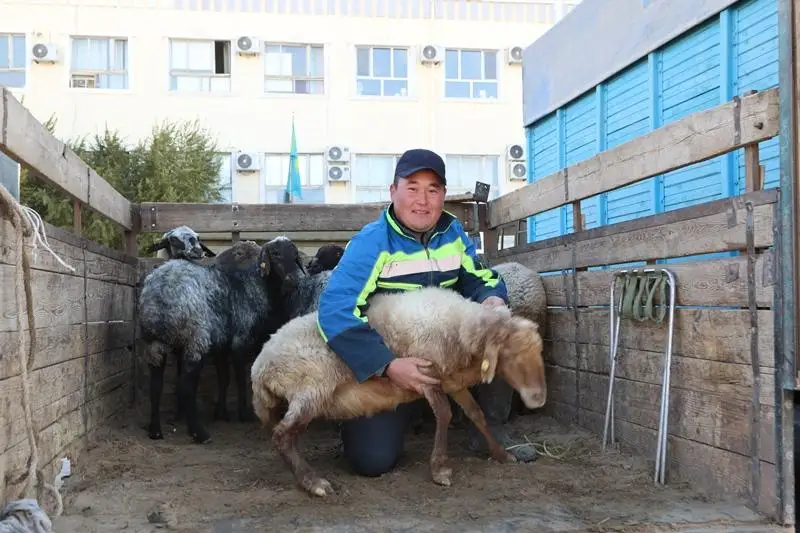 Праздник урожая «Алтын дән» прошел в Кызылординской области