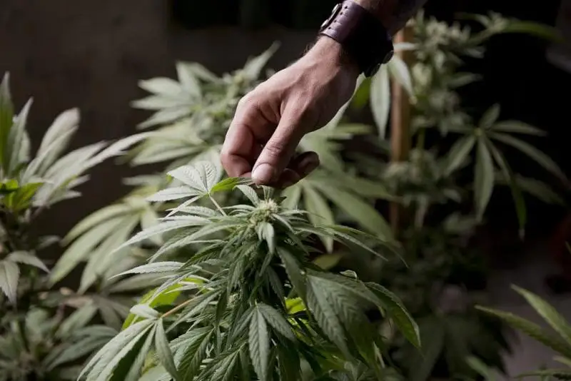 Коноплю выращивал во дворе дома житель Туркестанской области