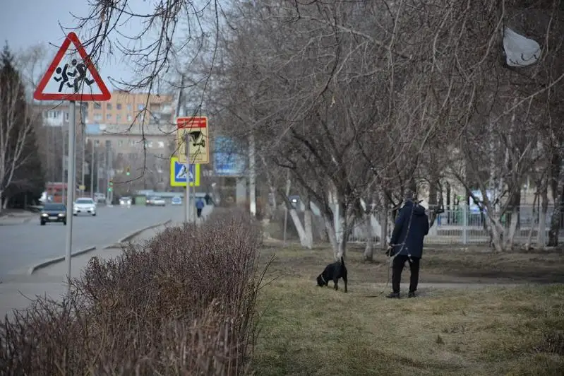 Выбросившую собаку из окна женщину осудили в Петропавловске