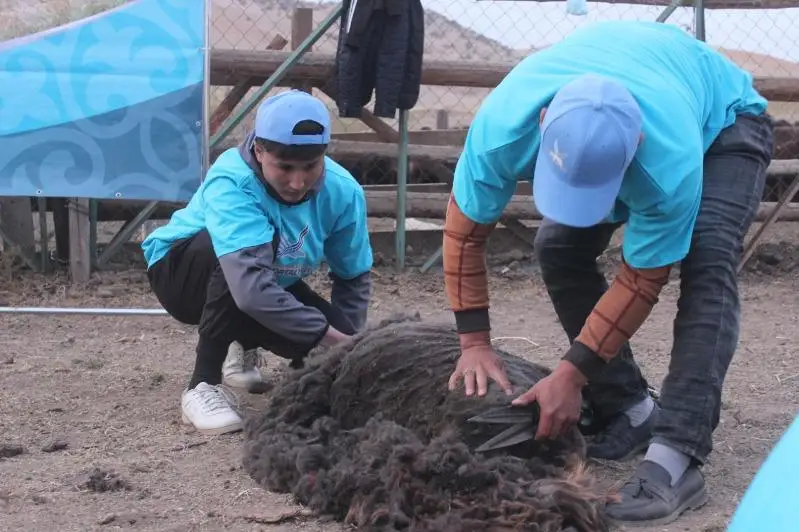 Туркестанская молодежь соревновалась в сборе урожая и стрижке овец