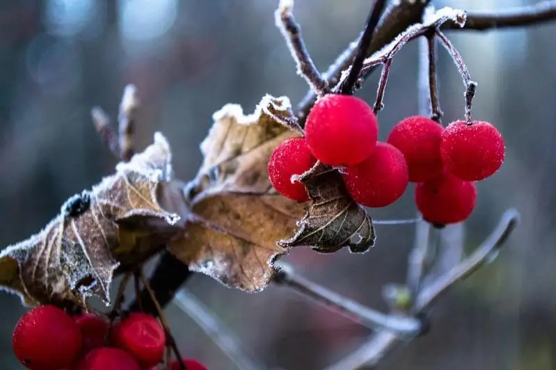 О заморозках предупредили жителей Алматинской области