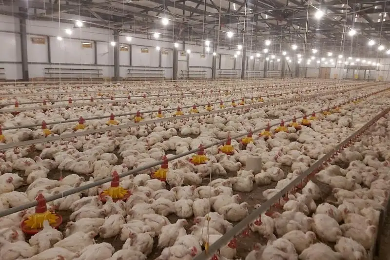 Свыше 800 тонн мяса птицы ежедневно производится в Казахстане